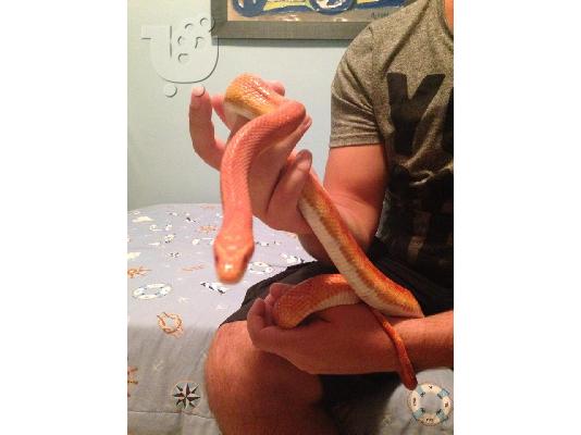 Corn Snake 1,40m με εξοπλισμό