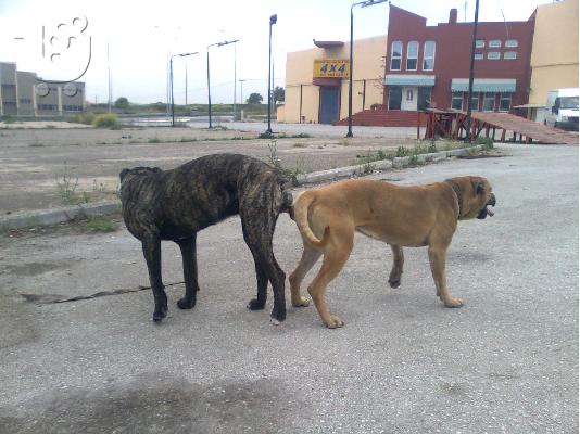 bandog mastif ΜΠΑΝΤΟΓΚ Μαστίφ