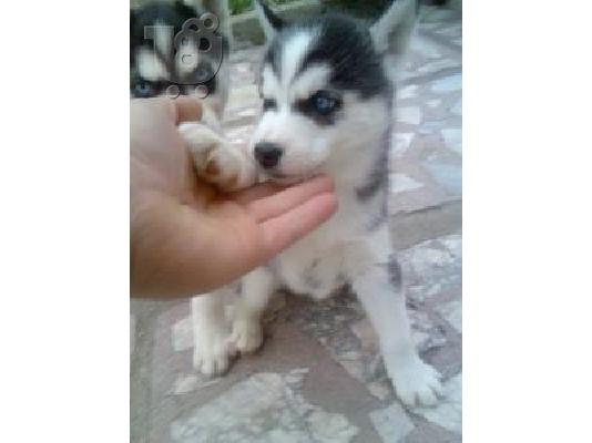 Πωλουνται SIBERIAN HUSKY Σιβηριανός Χάσκι