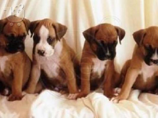 PoulaTo: Boxer-Μπόξερ Υπόλοιπο Αττικής ΠΩΛΟΥΝΤΑΙ: