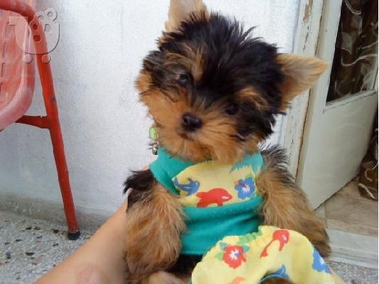 yorkshire terrier (mini) Τεριέ Γιορκσάιρ