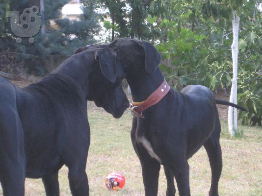 GREAT DANE KOYTABIA