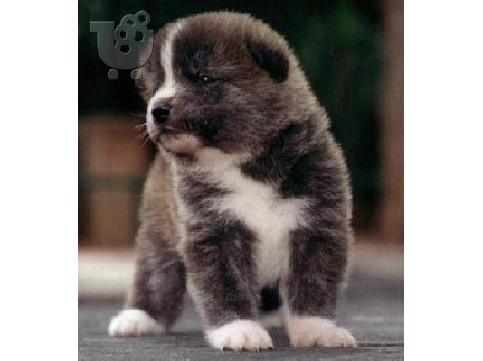 PoulaTo: Muški i ženski Akitas kontaktirajte me putem (whatsapp 32460219218) ili (viber 237679571657)