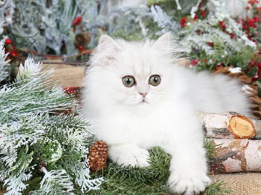 *έτοιμα τώρα* Εκπληκτικά Snow Persian Kittens Για υιοθεσία
