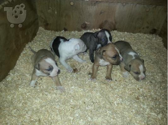 American pitbull