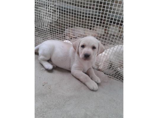 PoulaTo: labrador retriever