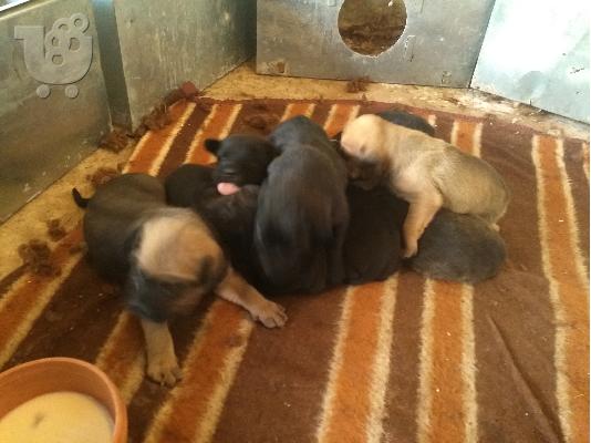 κουταβια cane corso