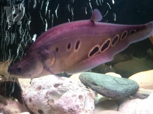 clown knifefish