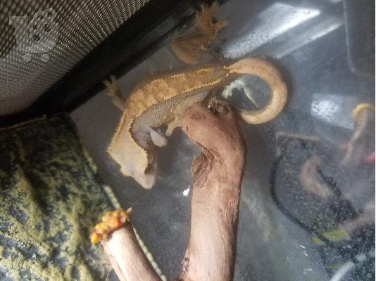 Crested Gecko - terrarium
