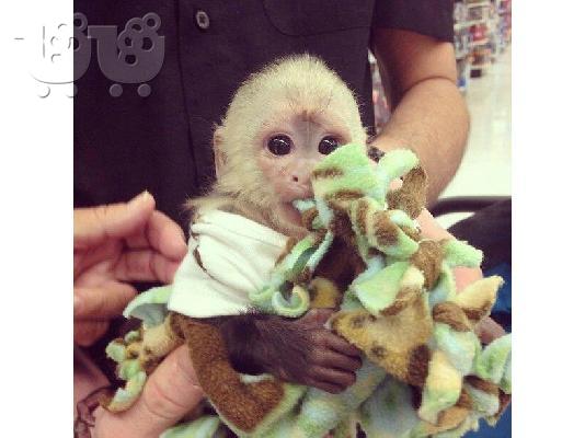 Κείμενο των πιθήκων Capuchin & Marmoset 237651127716