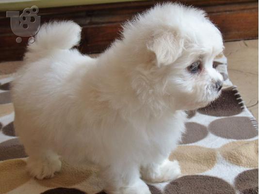 PoulaTo: Yorkie puppies საჩუქარი მიღებისა და საშობაო