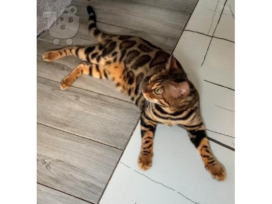 Γατάκια της Βεγγάλης προς πώληση
