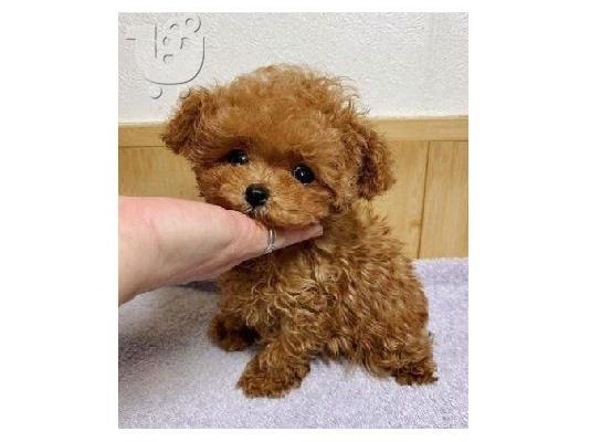 Καθαρόαιμα κουτάβια Toy Poodle