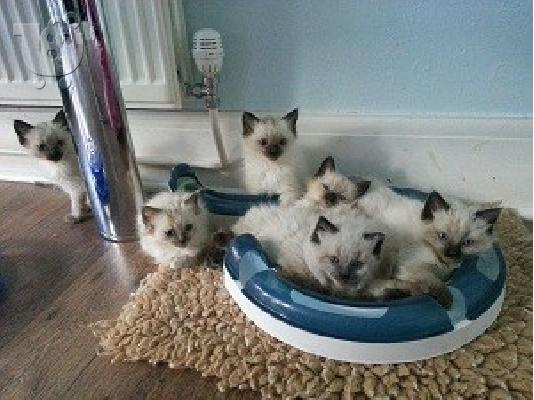 Γατάκια 9 Wks παλιά! Καν. γατάκια ragdoll, 5 Γενεαλογικό γενιάς...