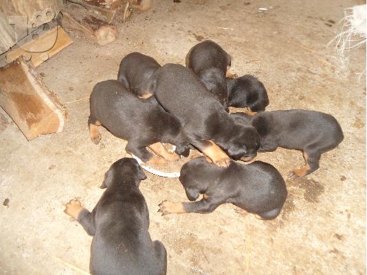 doberman