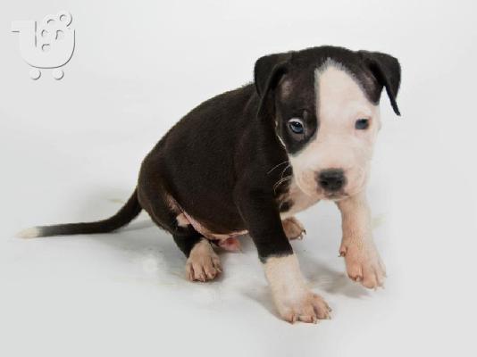Πωλούνται κουτάβια American Pitbull !!!!!!!
