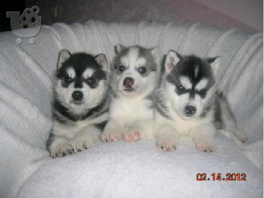 Siberian Husky-Σιβηριανός Χάσκι