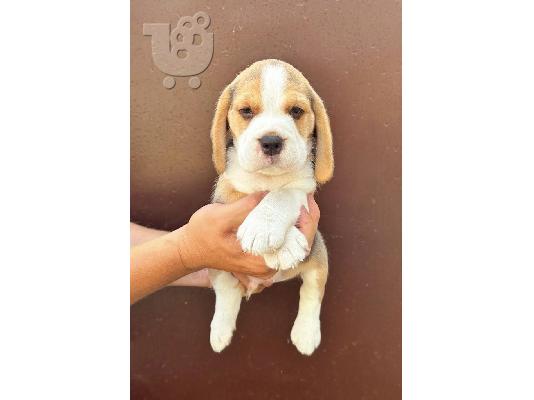 Κουτάβια Beagle από κορυφαίους γονείς