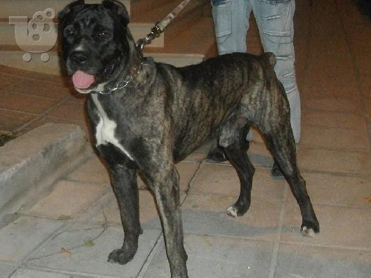 PoulaTo: bandog mastiff