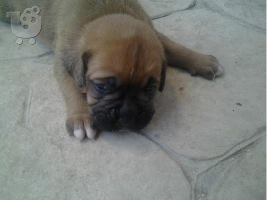 ΘΥΛΗΚΟ BOXER