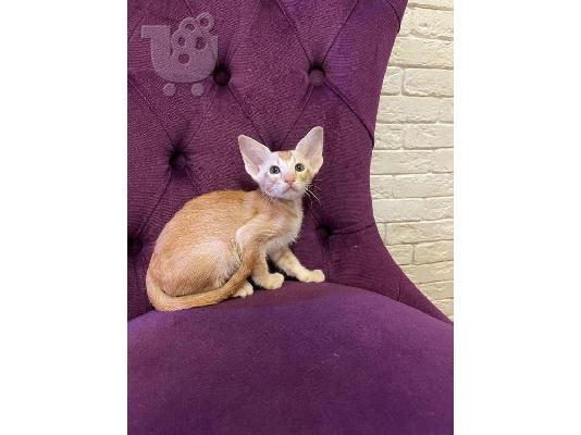 PoulaTo: Oriental Kittens