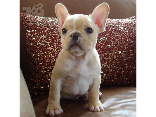 PoulaTo: French bulldog