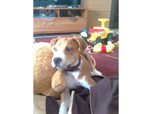 PoulaTo: american staffordshire terrier Πίτμπουλ