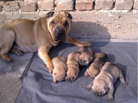 Shar pei-Σαρ Πέι