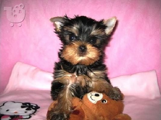 Καθαρόαιμα Yorkshire Terrier