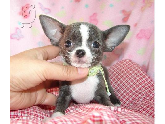 PoulaTo: Miniature Chihuahua Κέεσχοντ
