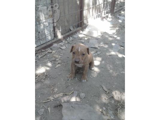 polounte pit bull