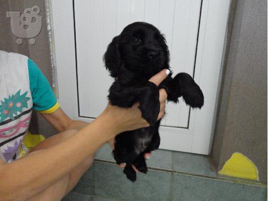 PoulaTo: koker spaniel mavro