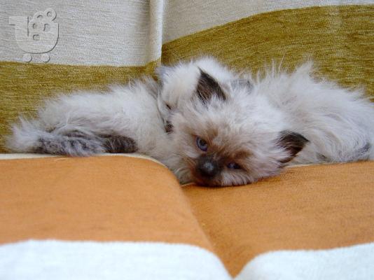 himalayians babies Περσική (Persian)