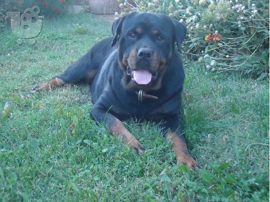 PoulaTo: ROTTWEILER