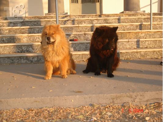 PoulaTo: chow chow