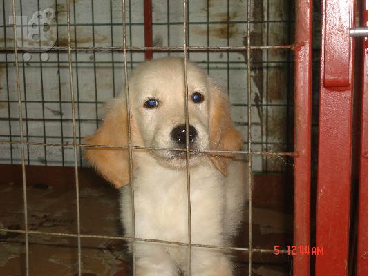 golden retriever