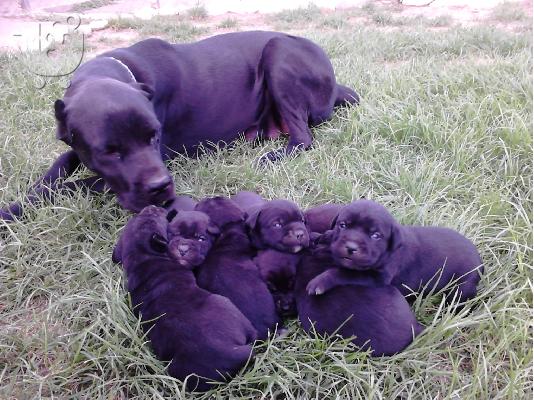 katharoaima cane corso