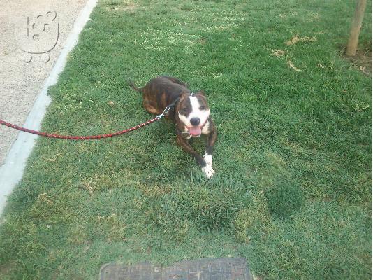Πωλείται american staffordshire