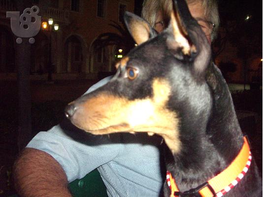 χαθηκε Pinscher