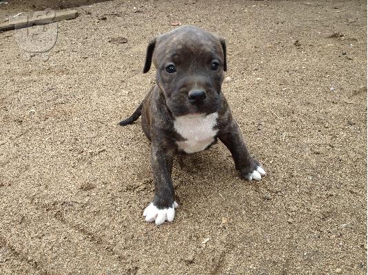PoulaTo: ΠΩΛΕΙΤΑΙ pitbull staffordshire