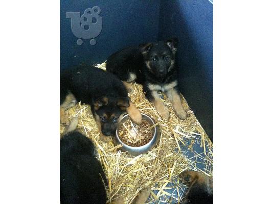 PoulaTo: ΓΕΡΜΑΝΙΚΑ ΠΟΙΜΕΝΙΚΑ -GERMAN SHEPHERD