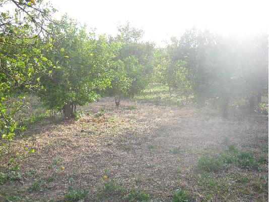Πωλείται αγροτεμάχιο, περιοχή Γελινιατίκων Δήμου Ξυλοκάστρου...