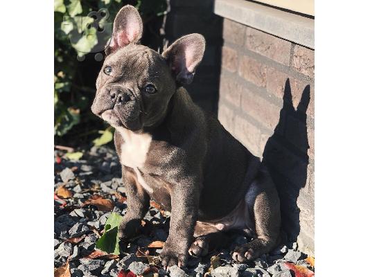 PoulaTo: French bulldog puppy for sale
