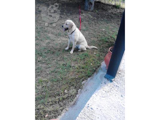 PoulaTo: ENA ΠΑΝΕΜΟΡΦΟ LABRADOR RETRIEVER