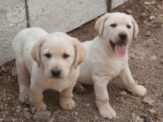 LABRADOR
