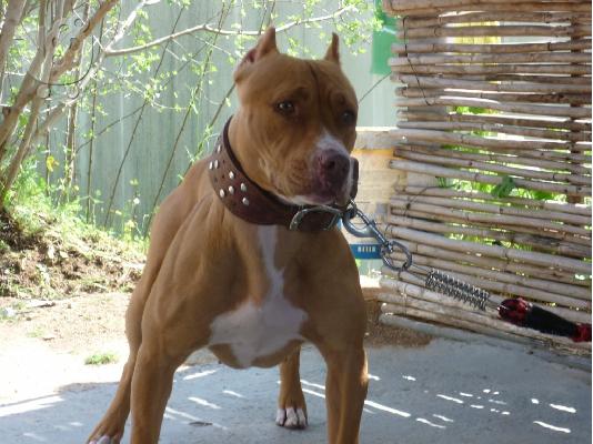 PoulaTo: pitbull red nose