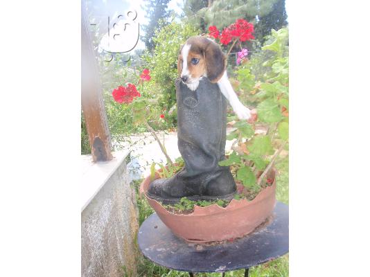 PoulaTo: BEAGLE