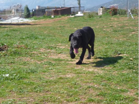 KOYTABI CANE CORSO