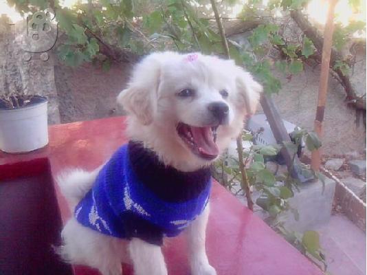 PoulaTo: pomeranian spitz 