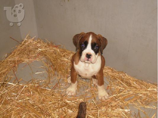 BOXER Μπόξερ